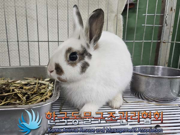 한국동물구조관리협회_441382202400029